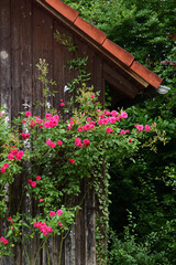 A bush with red roses grows in front of an old wooden house in Bavaria