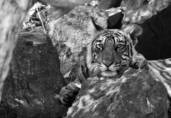 Krishna cub resting on a rock, Ranthambore