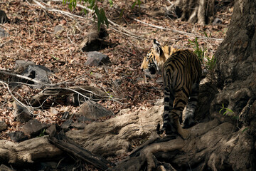 Tigress Krishna cub under tree shade, Ranthambore Tiger Reserve