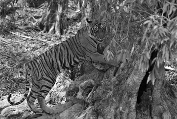 Krishna cub holding the tree trunk, Ranthambore, a monochrome image