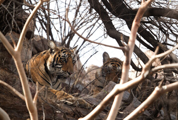 Two cubs of tigress Krishna in the bushes, Ranthambore Tiger Reserve