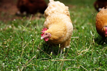 Heritage breed chickens on a small farm in Ontario, Canada.