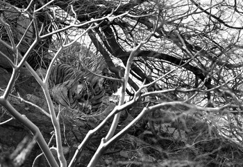 The three Krishna cubs looking down from the hilltop, Ranthambore Tiger Reserve, a monochrome image