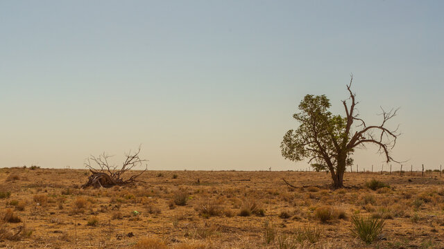 Isolated trees in barren, harsh, prairie landscape