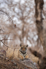 One of the Krishna cub relaxing on the rock at Ranthambore Tiger Reserve