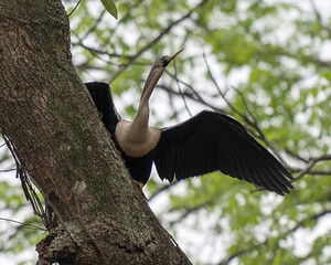 Anhinga Bird Stock Photos,  Anhinga Bird. Anhinga bird perched on a tree branch displaying spread...