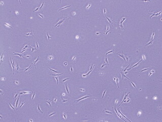 Homo sapiens (Human) Skin Fibroblast Cells (CRL-2522 cells) were captured by Light Microscope (40x)