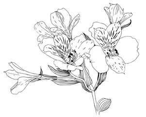Botanical hand drawing flowers Alstroemeria black silhouettes. Sketch Line style Vector illustration