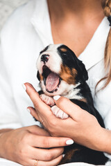 Bernese mountain dog puppy in female hands, care for animals, newborns