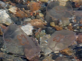 Quallen im bewegten Wasser