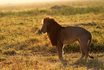 Fototapeta na wymiar Lion in the morning light, Masai Mara
