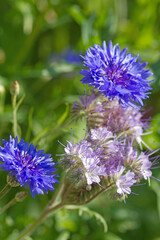 Kornblumen und Rainfarn-Phazelie
