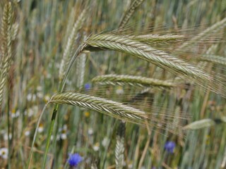 Getreideähren auf dem Feld