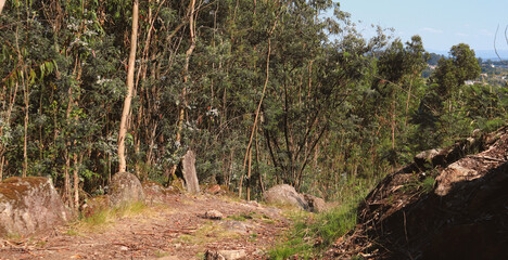 The road along the eucalyptus forest.
Picturesque forest landscape in warm sunlight.