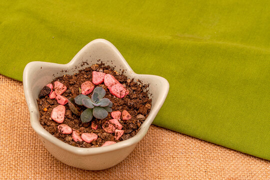 The Beautiful Succulent In A Bowl