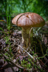 mushroom with a brown cap in the grass podberezovik