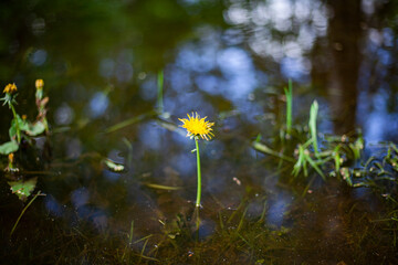 Fototapeta na wymiar Yellow flower on a blue water background. 