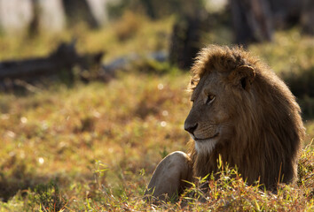 Lion in the morning light, Masai Mara