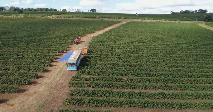 Aerial view of a large brazilian farm with coffee plantation. Coffee plantation in Brazil. 4K.