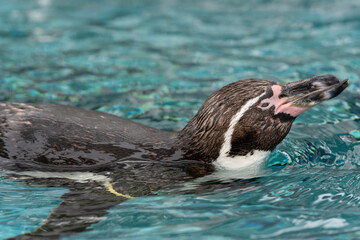Naklejka premium [動物]フンボルトペンギン