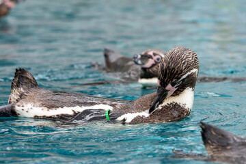 [動物]フンボルトペンギン