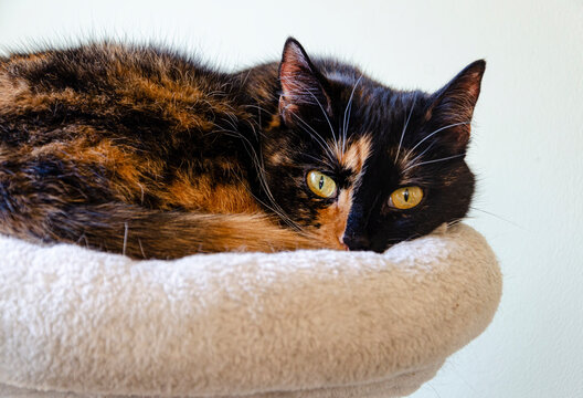 tortie cat curled up