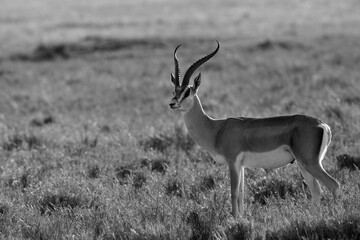 Grants Gazelle in the savannah grassland