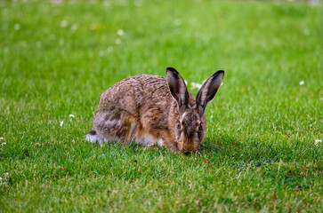Brown hare looking straight at the camera ready to run away