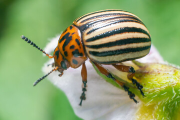 Crop pest, the Colorado potato beetle sits on the leaves of potatoes