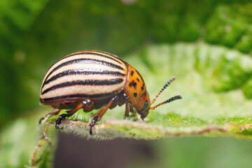 Crop pest, the Colorado potato beetle sits on the leaves of potatoes