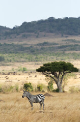Obraz premium Zebra in the savannah, Masai Mara