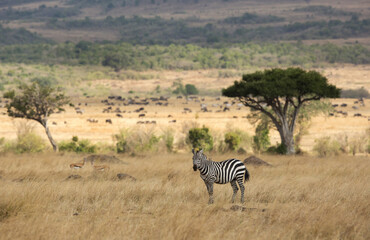 Fototapeta na wymiar Zebra in savannah grassland, Masai Mara