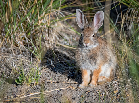 Desert Hare