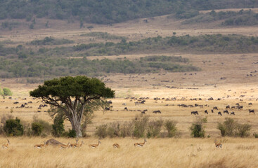 Fototapeta na wymiar Thomson's Gazelles and Wildebeests grazing in the savannah grassland