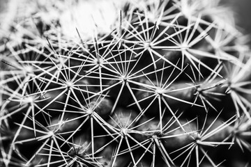 Cactus Macro Black and White