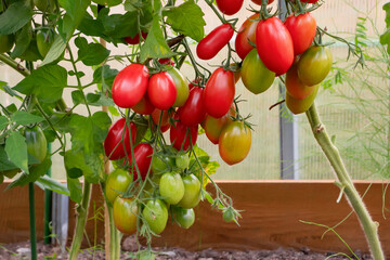 Group of oblong tomatoes ripen in the bushes in a greenhouse