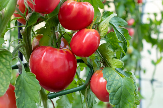 Group of beef tomatoes ripen in the bushes in a greenhouse