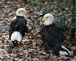 Bald Eagle Bird photo.  Bald Eagle couple close-up profile view with a foliage background. Portrait. Image. Picture.