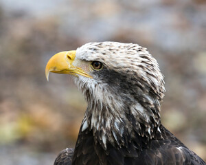 Bald Eagle Bird photo.  Bald Eagle juvenile bird head close-up profile view with a blur background