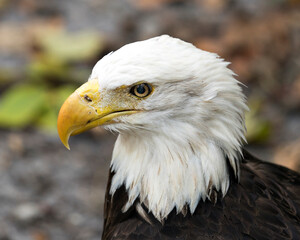 Bald Eagle Bird photo.  Bald Eagle bird head close-up profile view with a blur background. Image. Portrait. Photo. Picture.