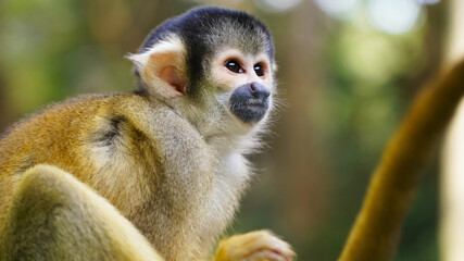 Closeup portrait of a cute sammiri monkey in a nature park on the tropical Japanese island of Ishigaki Okinawa