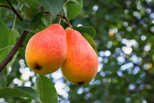 Two red appetizing ripe pears on a tree in a summer garden close-up