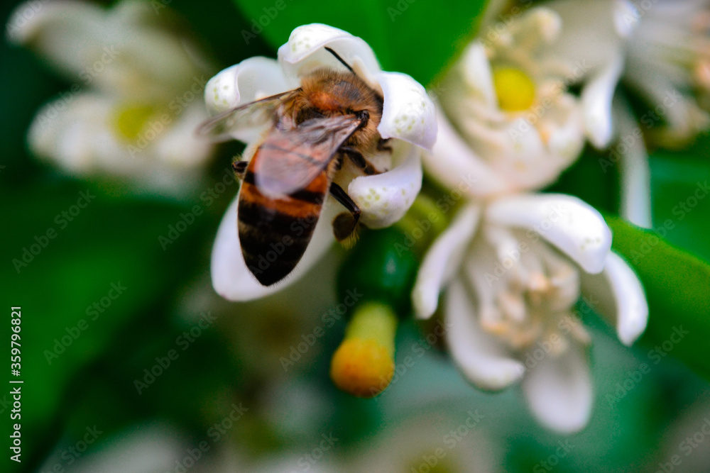 Wall mural bee pollinating lemon flower. macrophotography bee.