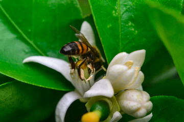 bee pollinating lemon flower. Macrophotography  bee.