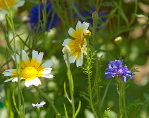 Blüten von Kronenwucherblume und Kornblume