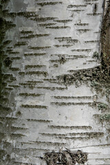 the natural texture of birch bark
