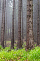 Misty forest in the mountains. Spruces growing in mountainous terrain,