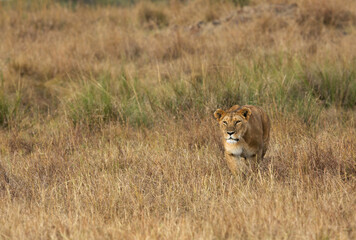 Lioness following a zebra, Masai Mara