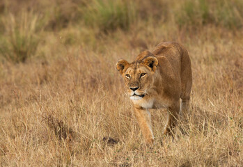 Lion stalking,  Masai Mara