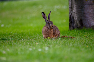 A hare near a tree trunk, with a strong bokeh